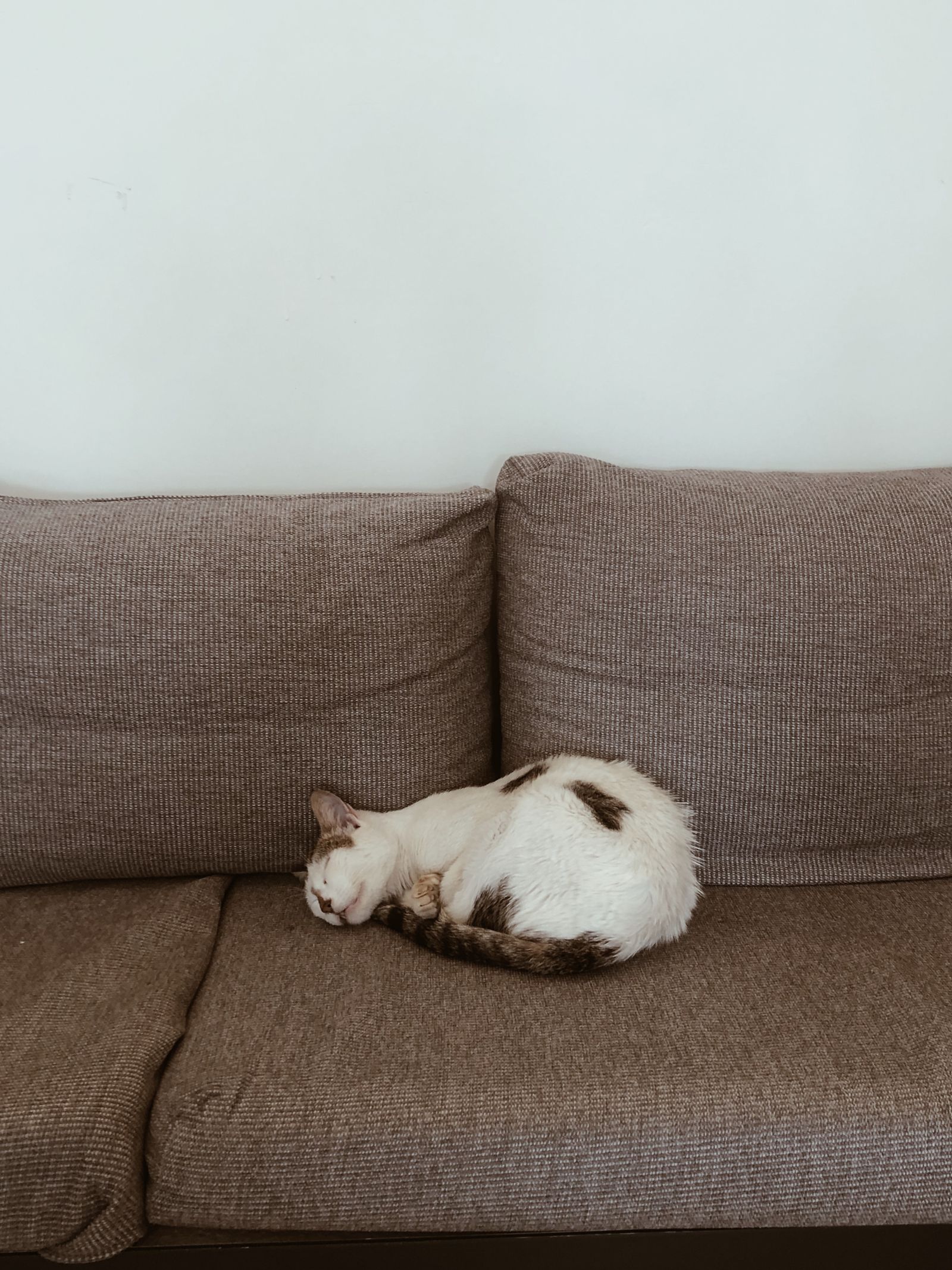 Cuidar mascotas mientras viajas: la formula que ahorra la residencia
