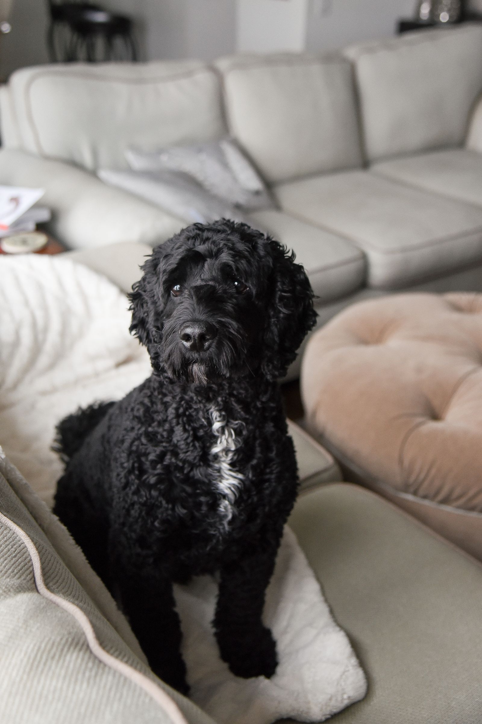 Perro descansando en el sofa durante un intercambio de casa con mascotas
